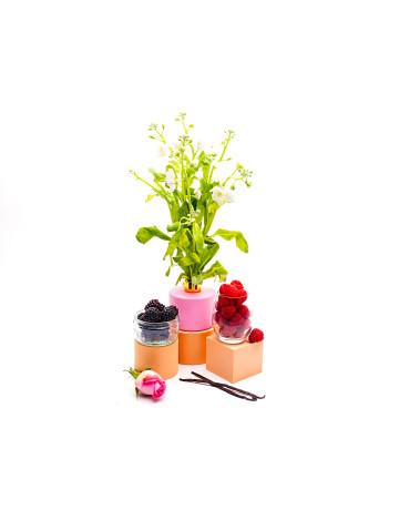 Belle Fragrance Oil 