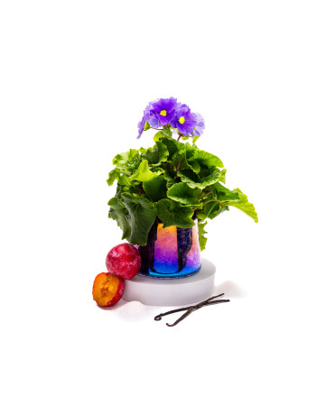 Sweet Cheirosa Fragrance Oil 