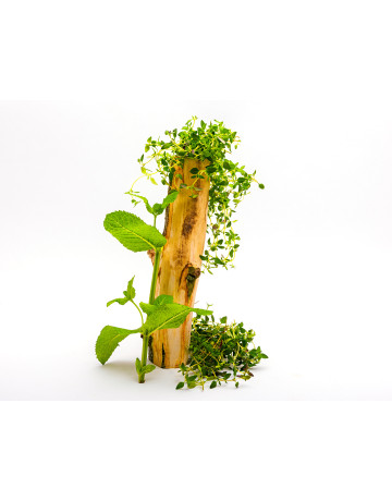 Thyme + Mint Essential Oil