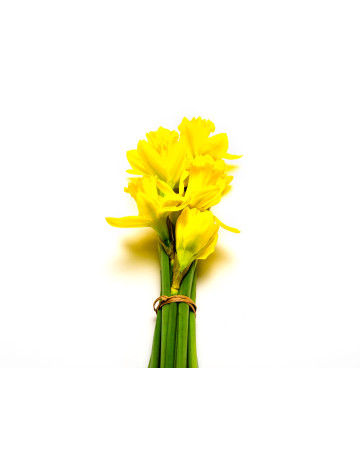 Daffodil F.O.