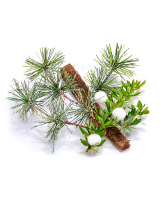 Blue Spruce + Mistletoe Fragrance Oil 