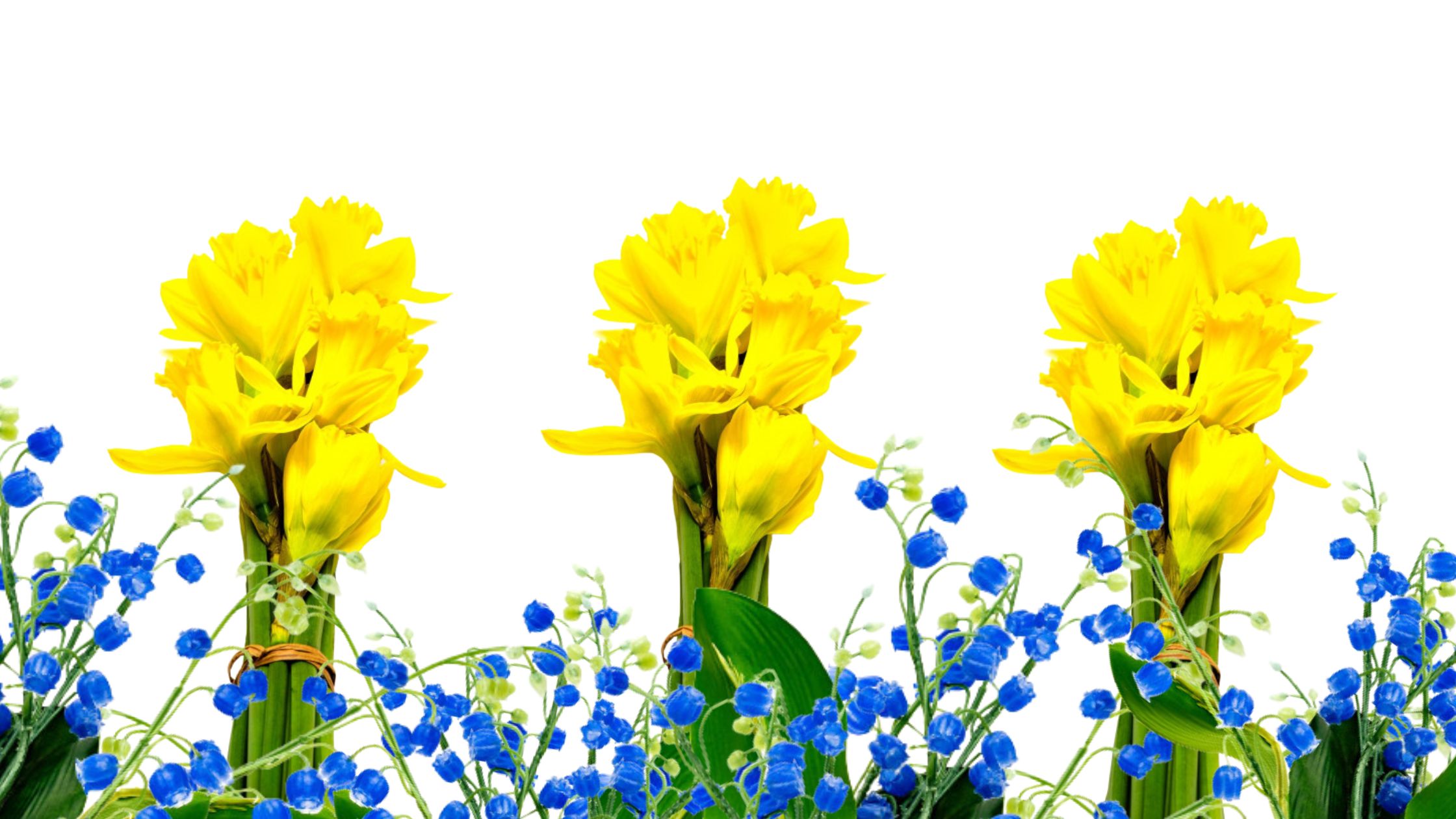 Bluebell Walk and Daffodil Fragrance Oils